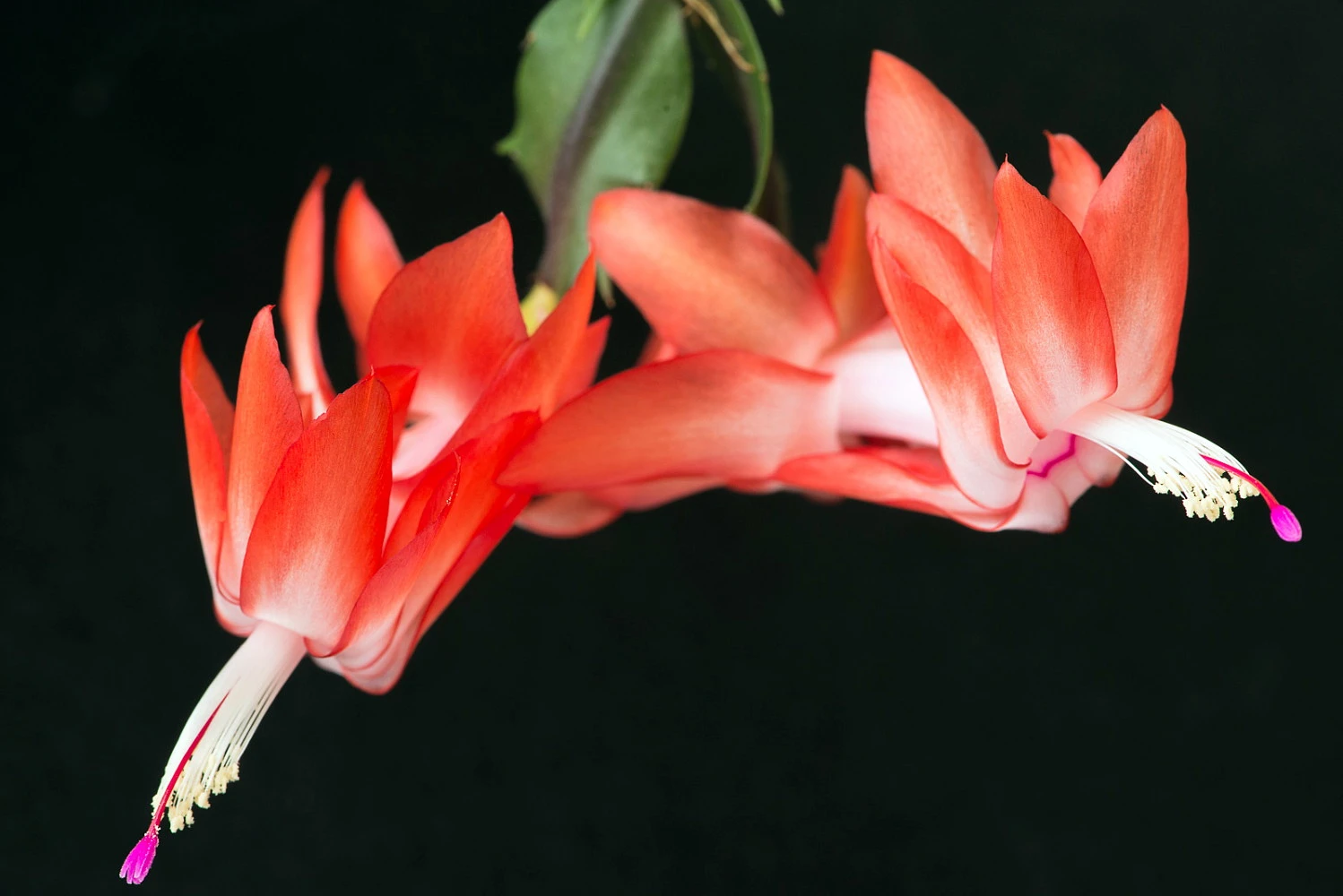 Orange Christmas Cactus Plant - Zygocactus - 6" Pot 3 Orange Christmas Cactus Plant - Zygocactus - 6" Pot