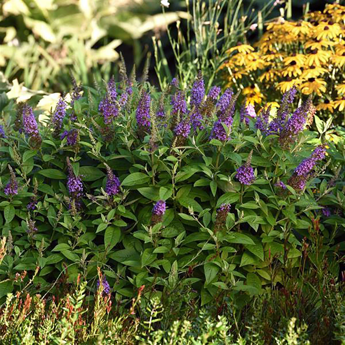 Chrysalis™ Blue Butterfly Bush - Buddleia - Compact - Gallon Pot 4 Chrysalis™ Blue Butterfly Bush - Buddleia - Compact - Gallon Pot - Image 2