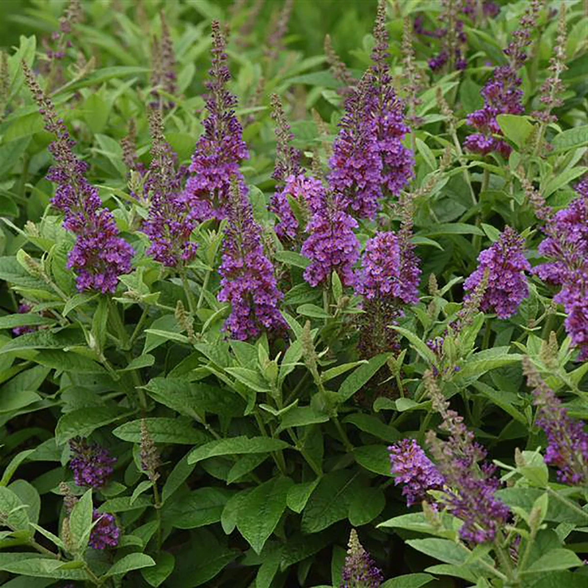 Chrysalis™ Blue Butterfly Bush - Buddleia - Compact - Gallon Pot 3 Chrysalis™ Blue Butterfly Bush - Buddleia - Compact - Gallon Pot