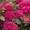 CITYLINE® Paris Hydrangea Macrophylla - Intense Red - Proven Winners - 4" Pot 1 CITYLINE® Paris Hydrangea Macrophylla - Intense Red - Proven Winners - 4" Pot -Cheap Plants Store cityline20paris20hydrangea 39982.1615344583