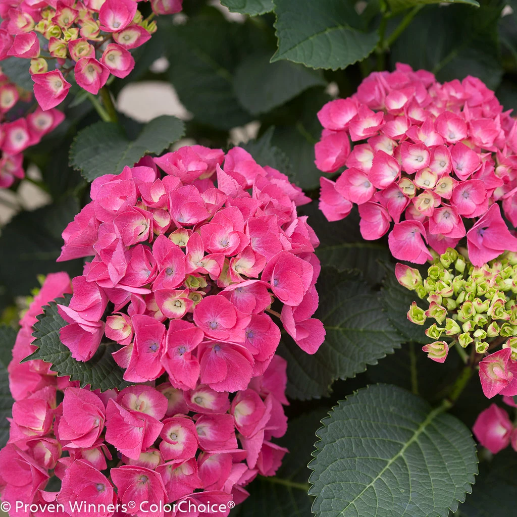 CITYLINE® Paris Hydrangea Macrophylla - Intense Red - Proven Winners - 4" Pot 5 CITYLINE® Paris Hydrangea Macrophylla - Intense Red - Proven Winners - 4" Pot - Image 3