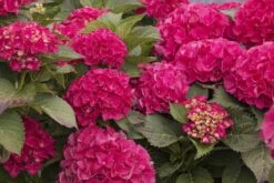 CITYLINE® Paris Hydrangea Macrophylla - Intense Red - Proven Winners - 4" Pot 9 CITYLINE® Paris Hydrangea Macrophylla - Intense Red - Proven Winners - 4" Pot -Cheap Plants Store citylineparis 41303.1615344584