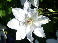 Gillian Blades Clematis - Hint Of Blue To Pure White - 2.5" Pot 7 Gillian Blades Clematis - Hint Of Blue To Pure White - 2.5" Pot -Cheap Plants Store clematisgillianblade1 41706.1615344822
