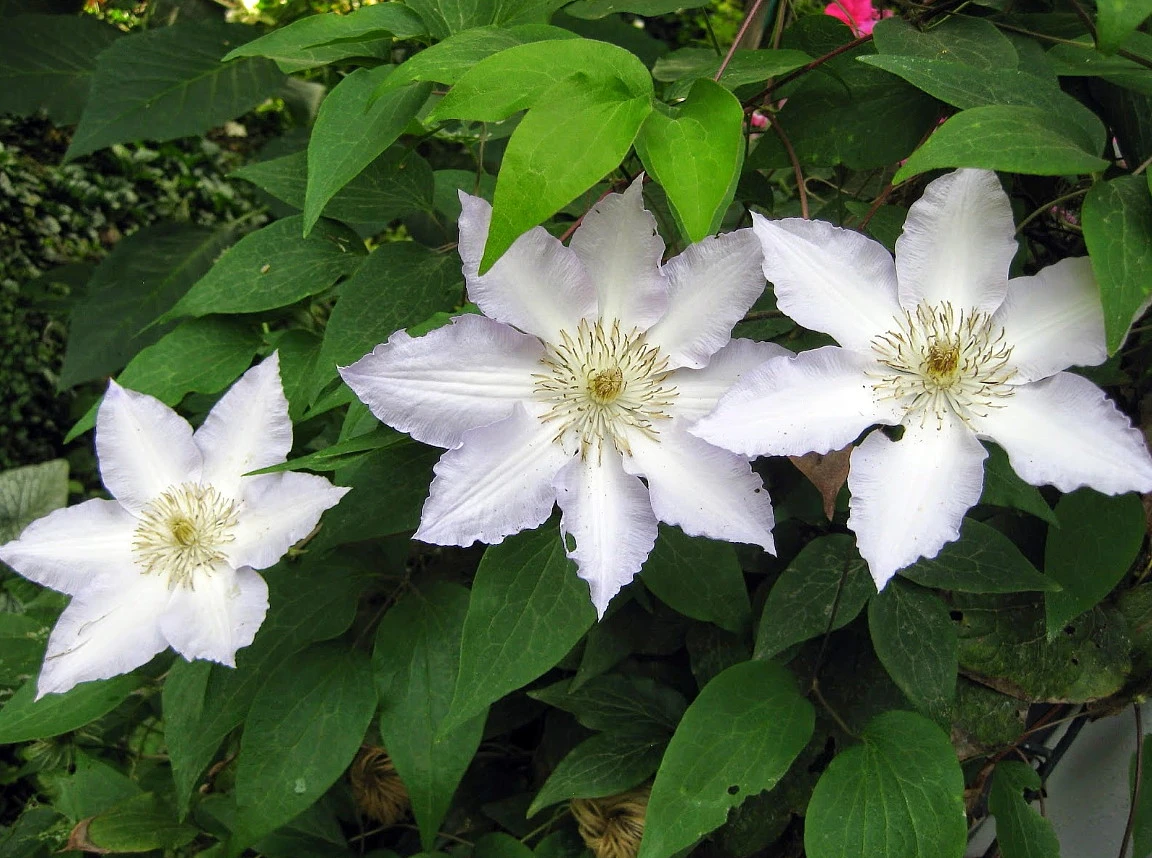 Gillian Blades Clematis - Hint Of Blue To Pure White - 2.5" Pot 4 Gillian Blades Clematis - Hint Of Blue To Pure White - 2.5" Pot - Image 2