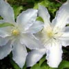 Gillian Blades Clematis - Hint Of Blue To Pure White - 2.5" Pot 1 Gillian Blades Clematis - Hint Of Blue To Pure White - 2.5" Pot -Cheap Plants Store clematisgillianblade3 84970.1615344822