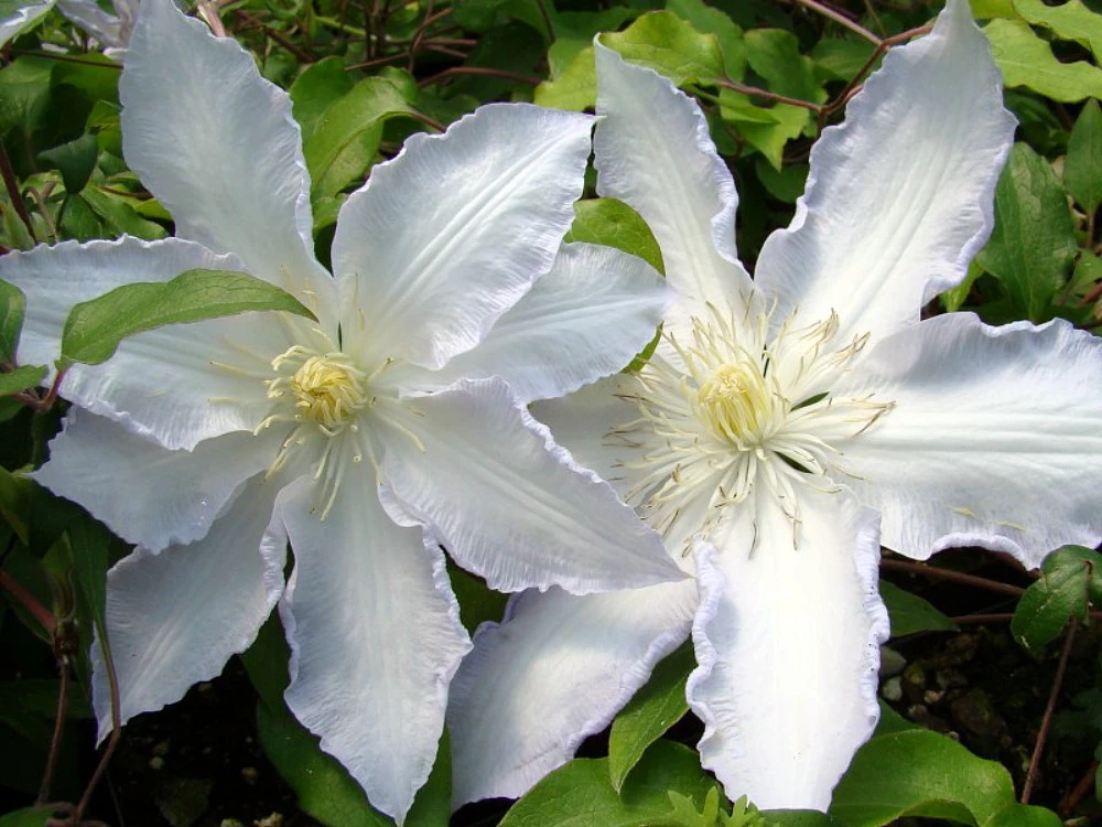 Gillian Blades Clematis - Hint Of Blue To Pure White - 2.5" Pot 3 Gillian Blades Clematis - Hint Of Blue To Pure White - 2.5" Pot