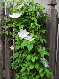 Henryi Clematis Vine - Pure White - 2.5" Pot 7 Henryi Clematis Vine - Pure White - 2.5" Pot -Cheap Plants Store clematishenryi1 99329.1615344782