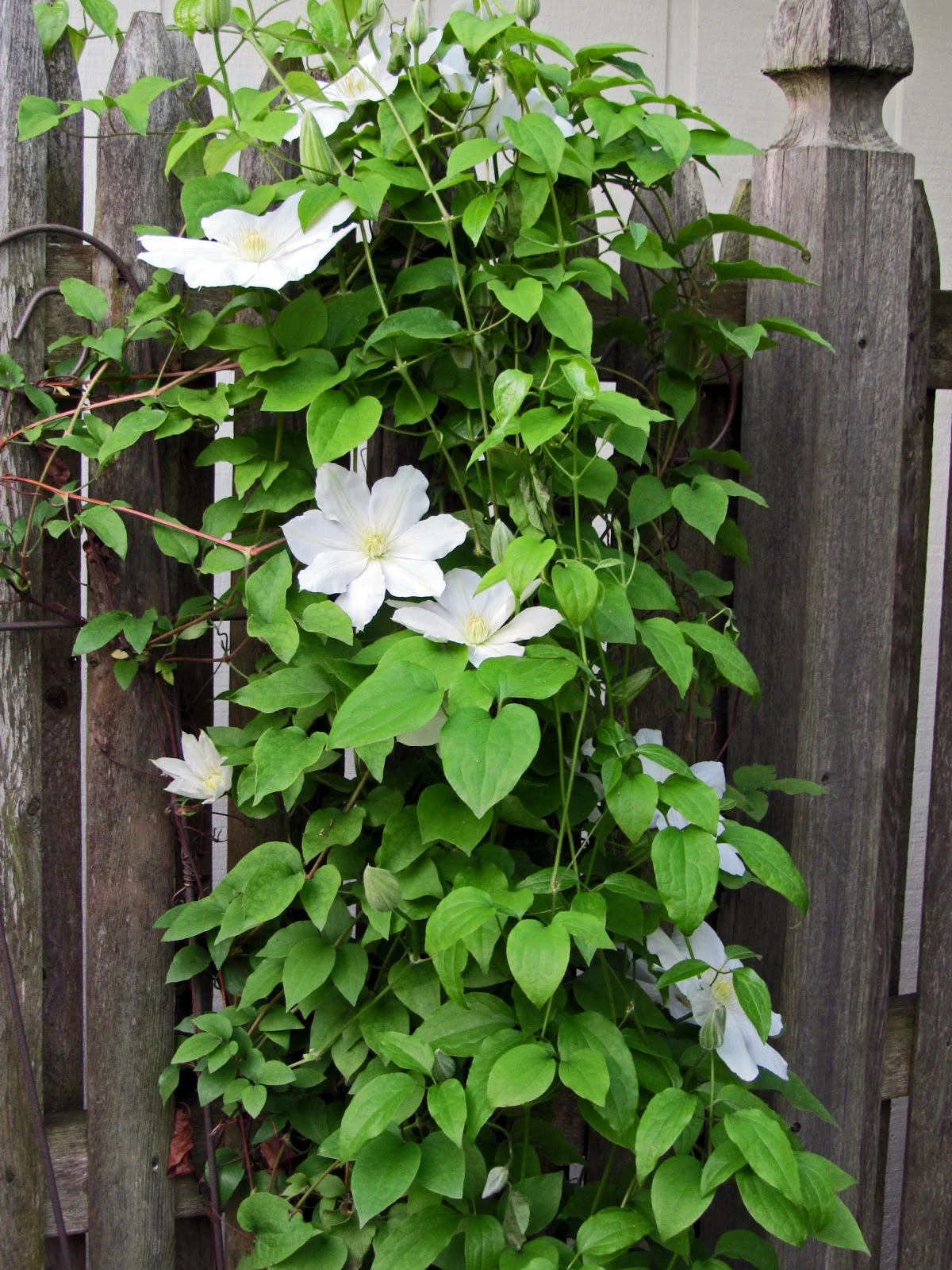 Henryi Clematis Vine - Pure White - 2.5" Pot 5 Henryi Clematis Vine - Pure White - 2.5" Pot - Image 3
