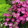 Sprinkles Clematis - Rosy Lavender With Soft White Bars - 2.5" Pot 2 Sprinkles Clematis - Rosy Lavender With Soft White Bars - 2.5" Pot -Cheap Plants Store clematissprinkleshr1 06037.1615344828
