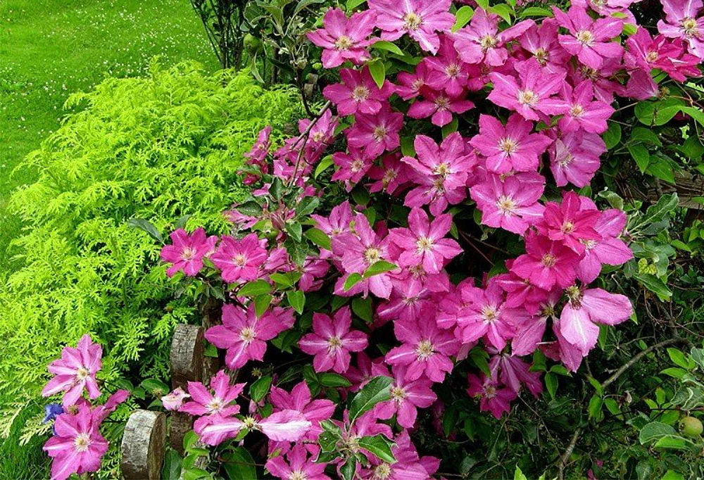 Sprinkles Clematis - Rosy Lavender With Soft White Bars - 2.5" Pot 3 Sprinkles Clematis - Rosy Lavender With Soft White Bars - 2.5" Pot