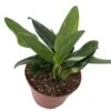 Rare Cobra Philodendron - Easy To Grow House Plant -6" Pot 1 Rare Cobra Philodendron - Easy To Grow House Plant -6" Pot -Cheap Plants Store cobraph6new 63861.1672687566