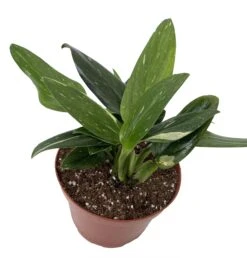 Rare Cobra Philodendron - Easy To Grow House Plant -6" Pot