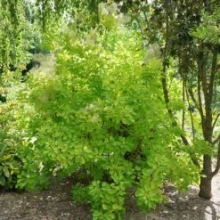 Winecraft Gold™ Smokebush - 4" Pot - Cotinus - Proven Winners 7 Winecraft Gold™ Smokebush - 4" Pot - Cotinus - Proven Winners -Cheap Plants Store continus winecraft gold 1 1080 1080 60 33830.1615344689