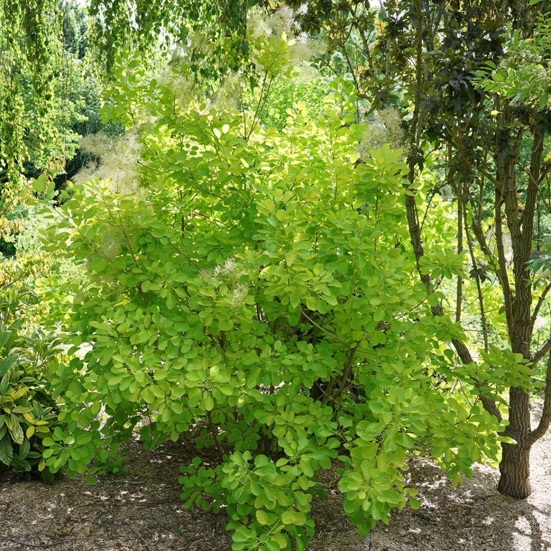 Winecraft Gold™ Smokebush - 4" Pot - Cotinus - Proven Winners 5 Winecraft Gold™ Smokebush - 4" Pot - Cotinus - Proven Winners - Image 3