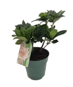 Corsage Gardenia Plant - Gardenia Jasminoides - 4" Pot 5 Corsage Gardenia Plant - Gardenia Jasminoides - 4" Pot -Cheap Plants Store corsagegardenianorth45 04747.1665673567