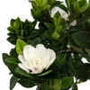 Corsage Gardenia Plant - Gardenia Jasminoides - 4" Pot 2 Corsage Gardenia Plant - Gardenia Jasminoides - 4" Pot -Cheap Plants Store corsagegardeniawhitebloom 23461.1665673567