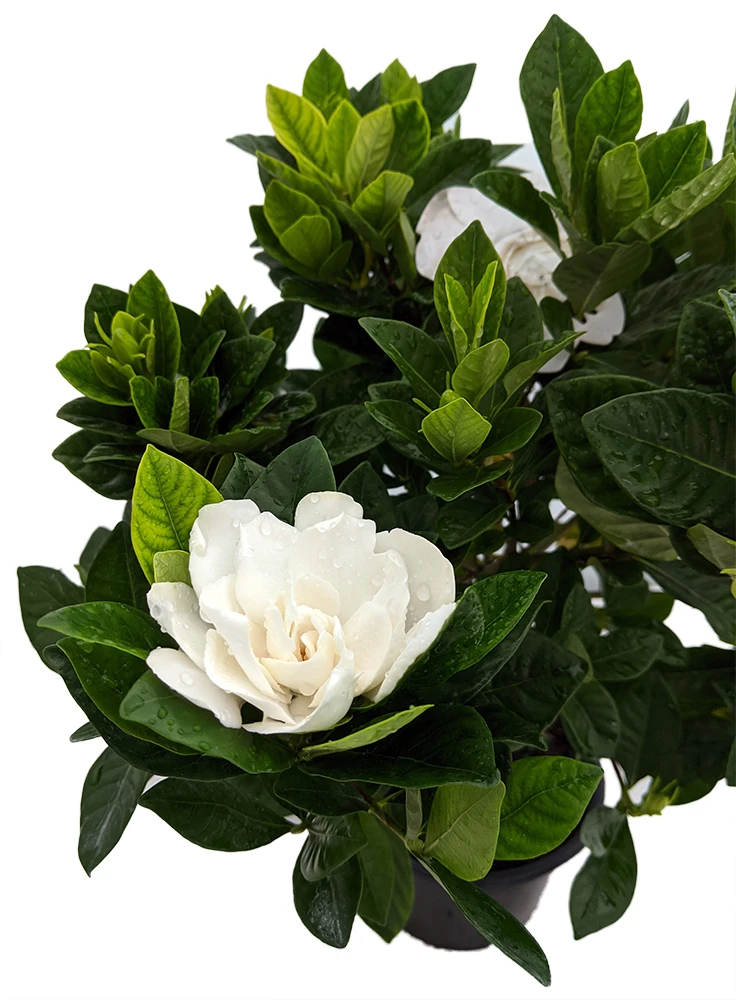Corsage Gardenia Plant - Gardenia Jasminoides - 4" Pot 3 Corsage Gardenia Plant - Gardenia Jasminoides - 4" Pot