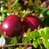 Ben Lear Cranberry Bush - Large / Early Fruiting - 3.25" Pot 1 Ben Lear Cranberry Bush - Large / Early Fruiting - 3.25" Pot -Cheap Plants Store cranblear 55169.1593603511