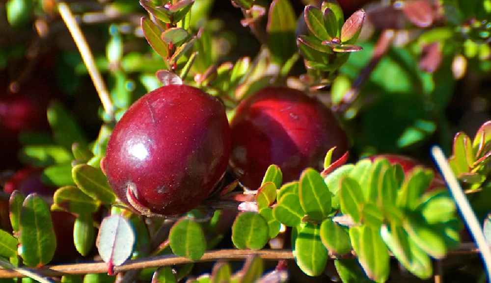 Ben Lear Cranberry Bush - Large / Early Fruiting - 3.25" Pot 3 Ben Lear Cranberry Bush - Large / Early Fruiting - 3.25" Pot