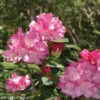 Dandy Man® Pink Rhododendron - Quart Pot - Proven Winners -Cheap Plants Store dandypinrhodode 51955.1654433264