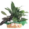 Red & Green Prayer Plant, Peace Lily In Holiday Wicker Basket - 10" X 4" X 3" 2 Red & Green Prayer Plant, Peace Lily In Holiday Wicker Basket - 10" X 4" X 3" -Cheap Plants Store darciceholidaybasketpppnew 23118.1601648396