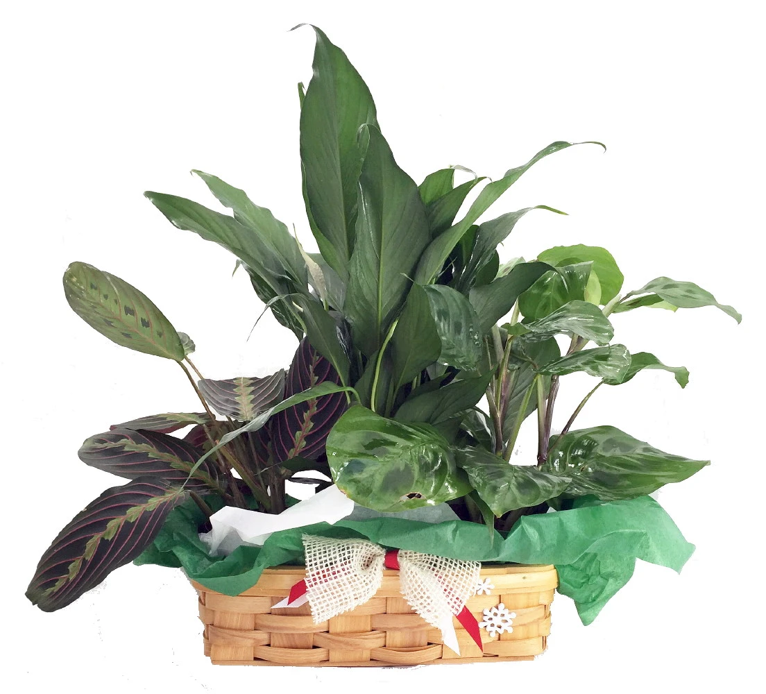 Red & Green Prayer Plant, Peace Lily In Holiday Wicker Basket - 10" X 4" X 3" 3 Red & Green Prayer Plant, Peace Lily In Holiday Wicker Basket - 10" X 4" X 3"