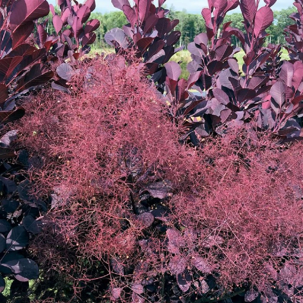 Winecraft Black Smokebush - 4" Pot - Cotinus - Proven Winners 4 Winecraft Black Smokebush - 4" Pot - Cotinus - Proven Winners - Image 2