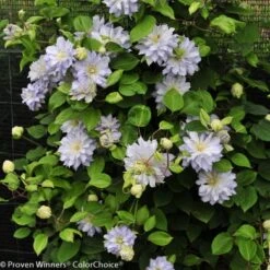 Diamond Ball Clematis - 4" Pot - Proven Winners 9 Diamond Ball Clematis - 4" Pot - Proven Winners -Cheap Plants Store diamondball1 87898.1615344812