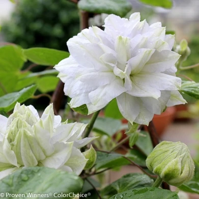 Diamond Ball Clematis - 4" Pot - Proven Winners 4 Diamond Ball Clematis - 4" Pot - Proven Winners - Image 2