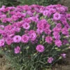 Dianthus Pretty Poppers™ Goody Gumdrop - Semi-Double Blooms - Quart Pot 2 Dianthus Pretty Poppers™ Goody Gumdrop - Semi-Double Blooms - Quart Pot -Cheap Plants Store dianthusppgg 87446.1619691193