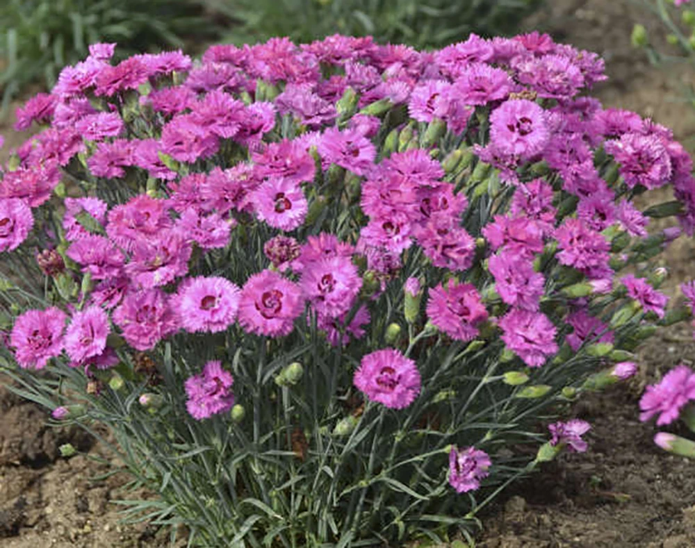 Dianthus Pretty Poppers™ Goody Gumdrop - Semi-Double Blooms - Quart Pot 3 Dianthus Pretty Poppers™ Goody Gumdrop - Semi-Double Blooms - Quart Pot