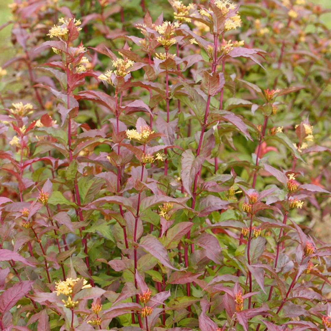 KODIAK® Red Bush Honeysuckle - 4" Pot - Diervilla - Proven Winners 3 KODIAK® Red Bush Honeysuckle - 4" Pot - Diervilla - Proven Winners