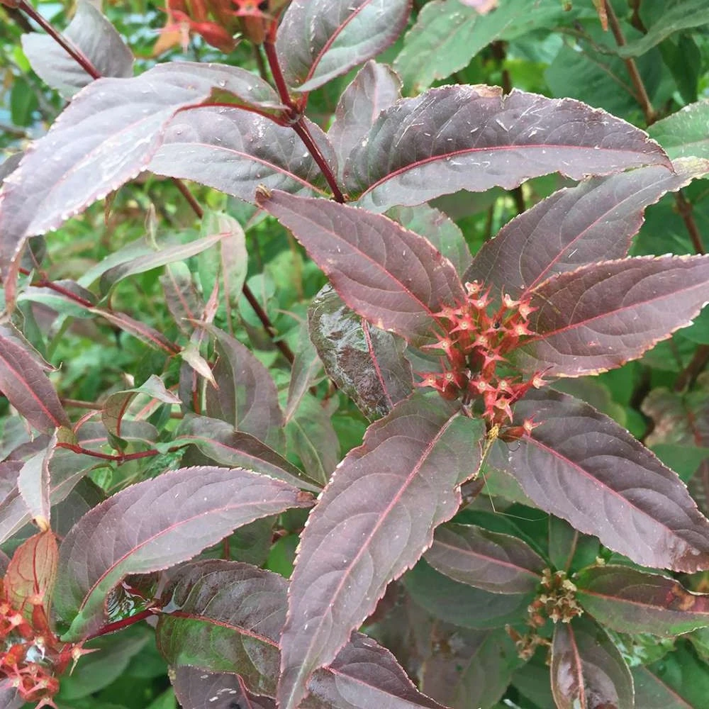 KODIAK® Red Bush Honeysuckle - 4" Pot - Diervilla - Proven Winners 4 KODIAK® Red Bush Honeysuckle - 4" Pot - Diervilla - Proven Winners - Image 2