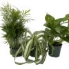 Dorm Room Plant Collection - Parlor Palm/Spider Plant/Pothos - 3 Pack In 4" Pots 2 Dorm Room Plant Collection - Parlor Palm/Spider Plant/Pothos - 3 Pack In 4" Pots -Cheap Plants Store dormcollection 04006.1691439705