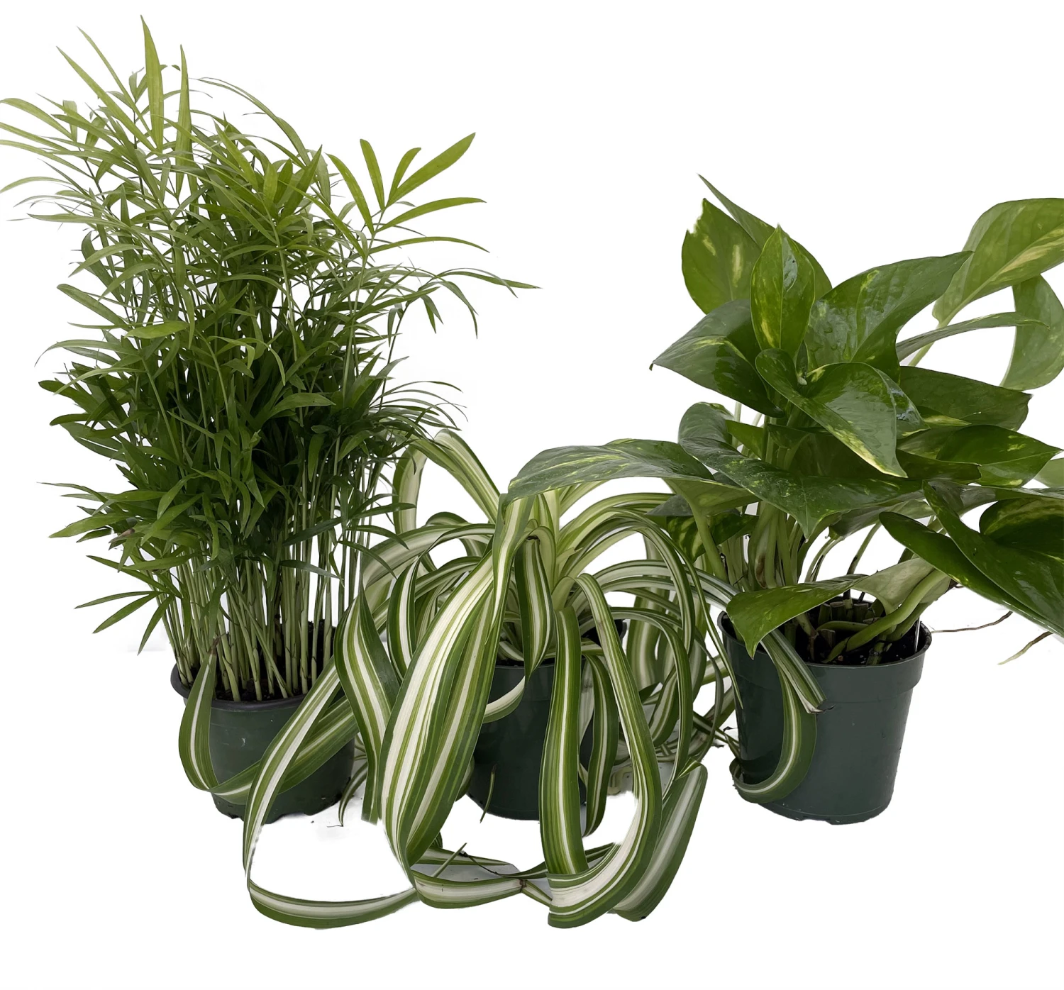 Dorm Room Plant Collection - Parlor Palm/Spider Plant/Pothos - 3 Pack In 4" Pots 3 Dorm Room Plant Collection - Parlor Palm/Spider Plant/Pothos - 3 Pack In 4" Pots