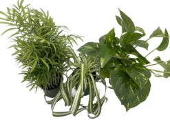 Dorm Room Plant Collection - Parlor Palm/Spider Plant/Pothos - 3 Pack In 4" Pots 5 Dorm Room Plant Collection - Parlor Palm/Spider Plant/Pothos - 3 Pack In 4" Pots -Cheap Plants Store dormplantcoll 39077.1691439705