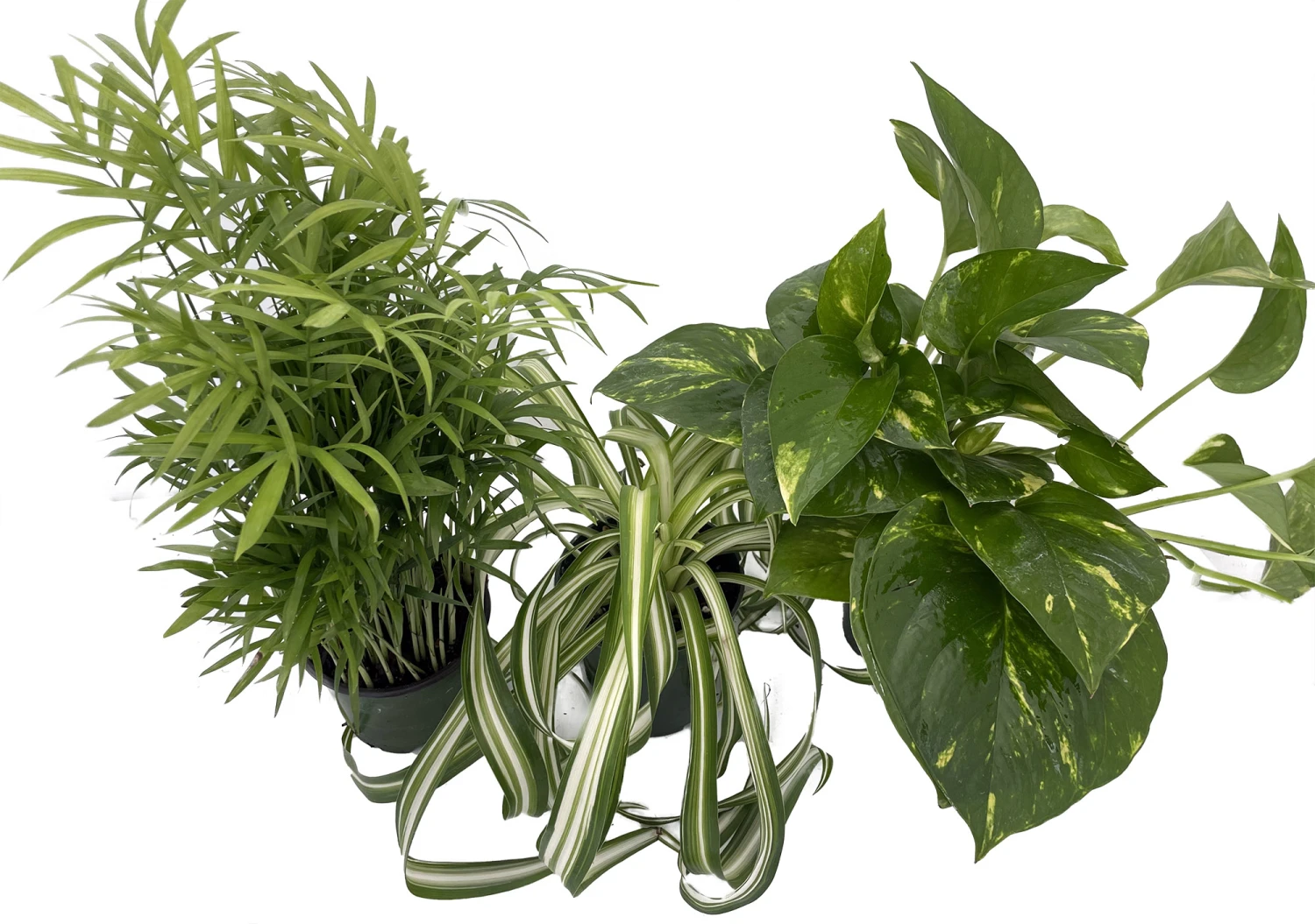 Dorm Room Plant Collection - Parlor Palm/Spider Plant/Pothos - 3 Pack In 4" Pots 4 Dorm Room Plant Collection - Parlor Palm/Spider Plant/Pothos - 3 Pack In 4" Pots - Image 2