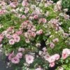 RINGO® Double Pink Landscape Rose - Proven Winners - 4" Pot 2 RINGO® Double Pink Landscape Rose - Proven Winners - 4" Pot -Cheap Plants Store double20pink20rose20ringo 29995.1656446875