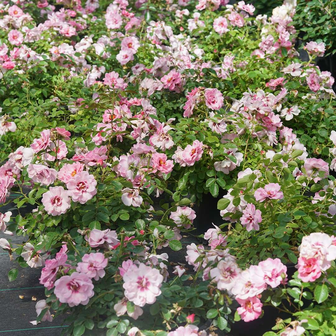 RINGO® Double Pink Landscape Rose - Proven Winners - 4" Pot 2 RINGO® Double Pink Landscape Rose - Proven Winners - 4" Pot