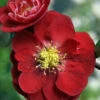 Double Take™ Chaenomeles Scarlet Storm PPAF- Flowering Quince - Proven Winners 2 Double Take™ Chaenomeles Scarlet Storm PPAF- Flowering Quince - Proven Winners -Cheap Plants Store double take scarlet closeup2 55409.1615344529