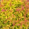 Double Play® Gold Spiraea - 4" Pot 2 Double Play® Gold Spiraea - 4" Pot -Cheap Plants Store doubleplaygold 70729.1615344596