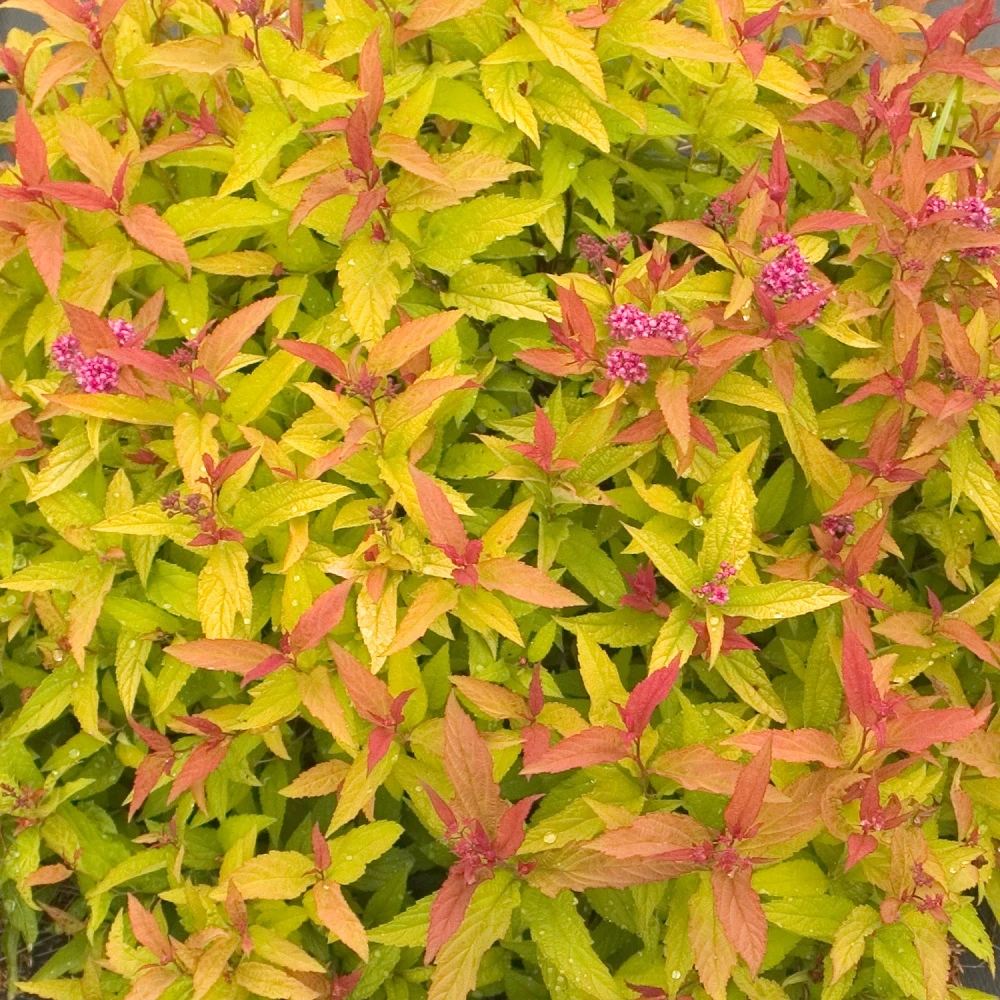 Double Play® Gold Spiraea - 4" Pot 3 Double Play® Gold Spiraea - 4" Pot