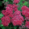 Double Play® Red Spiraea - 4" Pot - Proven Winners 1 Double Play® Red Spiraea - 4" Pot - Proven Winners -Cheap Plants Store doubleplayred 81537.1615344648