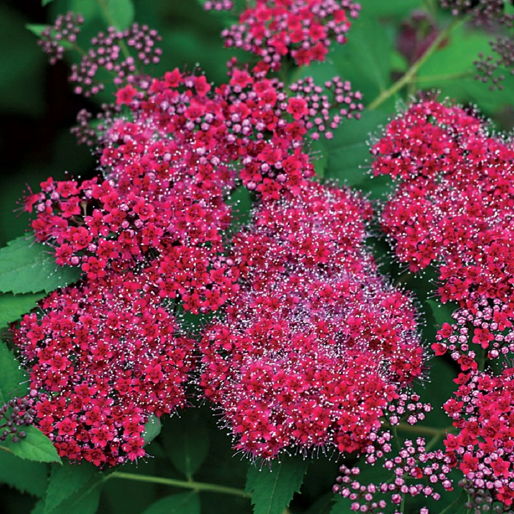 Double Play® Red Spiraea - 4" Pot - Proven Winners 3 Double Play® Red Spiraea - 4" Pot - Proven Winners
