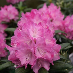 Dandy Man® Pink Rhododendron - Quart Pot - Proven Winners 8 Dandy Man® Pink Rhododendron - Quart Pot - Proven Winners -Cheap Plants Store dpinkrhodo 28728.1654433264