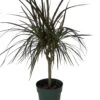 Madagascar Cane Dragon Tree - Dracaena Marginata - 6" Pot 1 Madagascar Cane Dragon Tree - Dracaena Marginata - 6" Pot -Cheap Plants Store dracaena6incandel 71056.1691251213