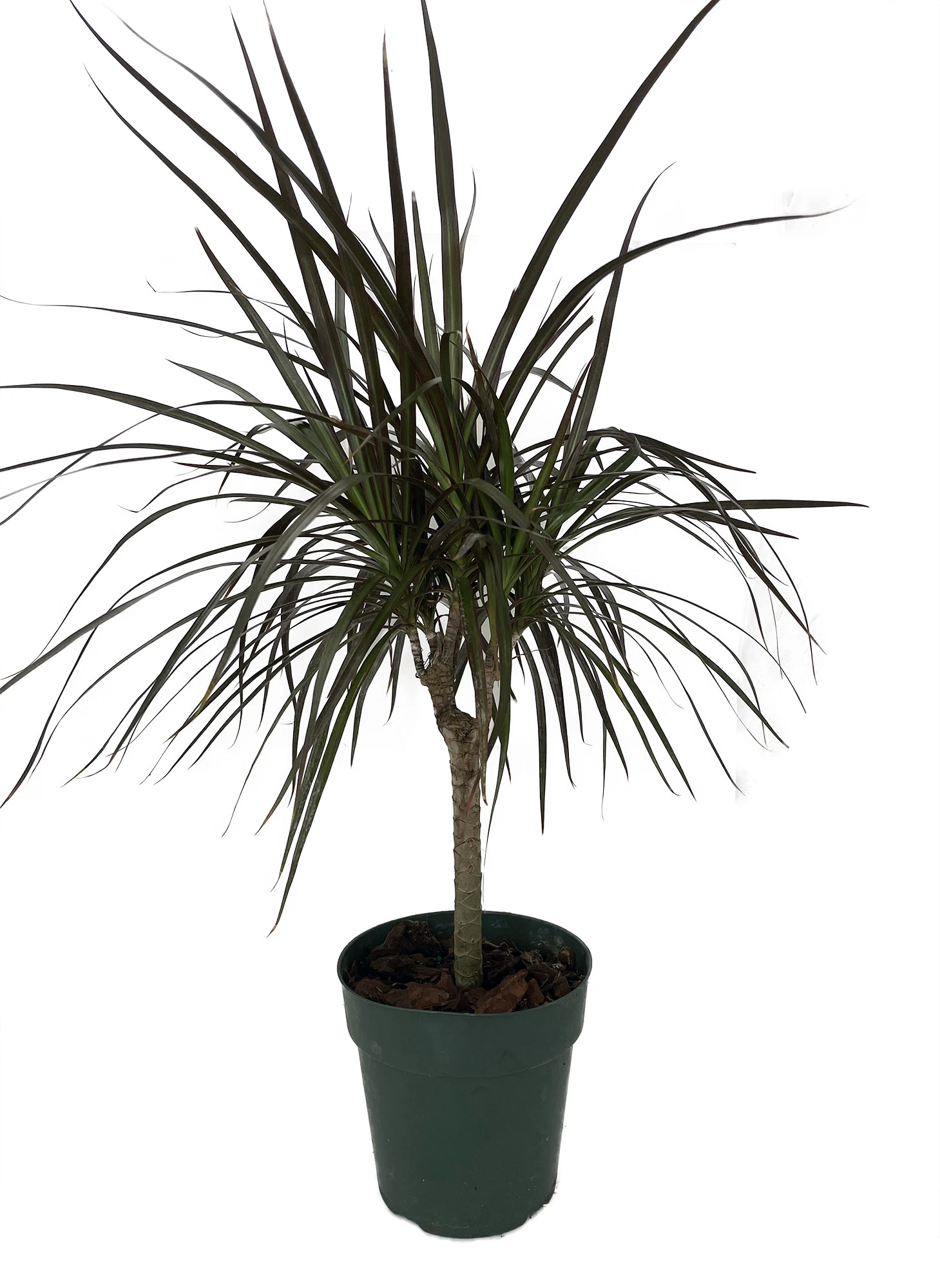 Madagascar Cane Dragon Tree - Dracaena Marginata - 6" Pot 3 Madagascar Cane Dragon Tree - Dracaena Marginata - 6" Pot