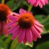 Pow Wow Wild Berry Coneflower - Echinacea - Gallon Pot 2 Pow Wow Wild Berry Coneflower - Echinacea - Gallon Pot -Cheap Plants Store echinacea powwowwildberry 6 2010aas 86574.1613591823