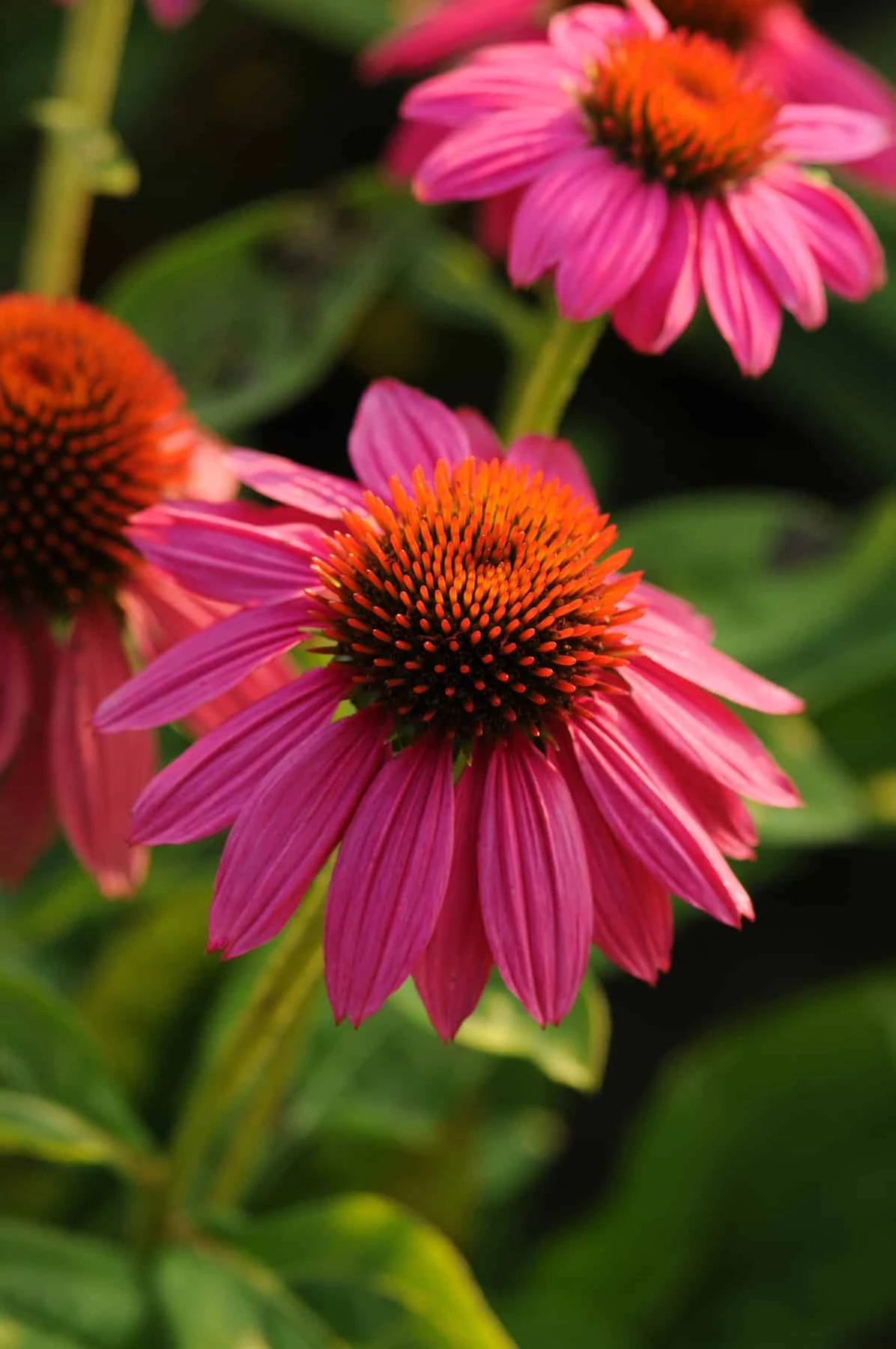 Pow Wow Wild Berry Coneflower - Echinacea - Gallon Pot 3 Pow Wow Wild Berry Coneflower - Echinacea - Gallon Pot