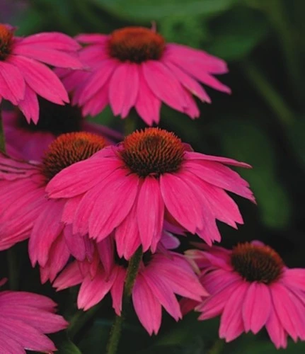 Pow Wow Wild Berry Coneflower - Echinacea - Gallon Pot 4 Pow Wow Wild Berry Coneflower - Echinacea - Gallon Pot - Image 2